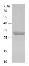 Recombinant Rat S100A8