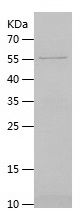    XPNPEP3 / Recombinant Human XPNPEP3