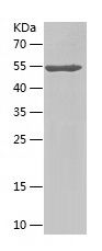    RAB3IP / Recombinant Human RAB3IP