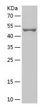    GRIA2 / Recombinant Human GRIA2