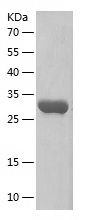    COX17 / Recombinant Human COX17