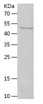    COL2A1 / Recombinant Human COL2A1