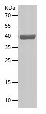    Renin / Recombinant Human Renin