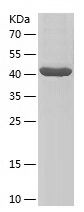    AFG3L2 / Recombinant Human AFG3L2