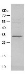 Recombinant Rat TSHB