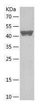    WWTR1 / Recombinant Human WWTR1