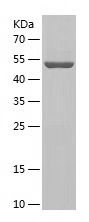    HMGCS1 / Recombinant Human HMGCS1