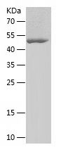    EEF1A1 / Recombinant Human EEF1A1