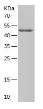    TCF7L2 / Recombinant Human TCF7L2