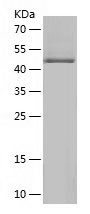    BRD7 / Recombinant Human BRD7