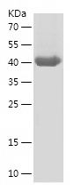    GPC1 / Recombinant Human GPC1