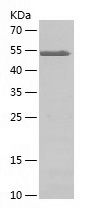    CPSF4 / Recombinant Human CPSF4