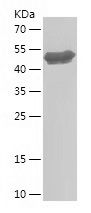    GABPA / Recombinant Human GABPA