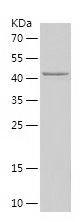    FKBP4 / Recombinant Human FKBP4