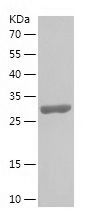 Recombinant Rat CASP9