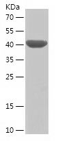    CDC25A / Recombinant Human CDC25A