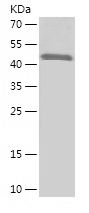    ATG14 / Recombinant Human ATG14