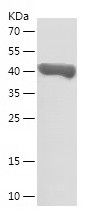    PPAT / Recombinant Human PPAT