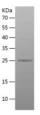    CRP / Recombinant Human CRP