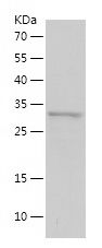    HNF4A / Recombinant Human HNF4A