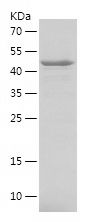    RAB10 / Recombinant Human RAB10