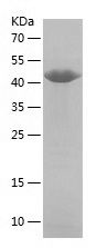    IFIH1 / Recombinant Human IFIH1