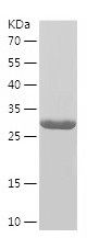    DEPTOR / Recombinant Human DEPTOR