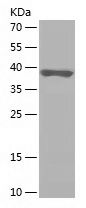    NASP / Recombinant Human NASP