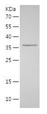    KAP1 / Recombinant Human KAP1