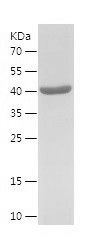    MARCHF8 / Recombinant Human MARCHF8