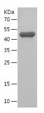    GSTT1 / Recombinant Human GSTT1