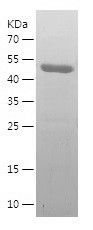    NNT / Recombinant Human NNT