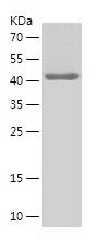    PANX1 / Recombinant Human PANX1