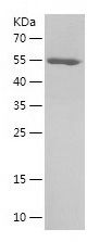    NUP62 / Recombinant Human NUP62