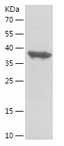    TPX2 / Recombinant Human TPX2