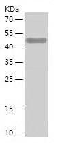    SNX1 / Recombinant Human SNX1