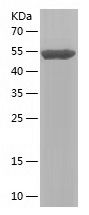    SYT1 / Recombinant Human SYT1