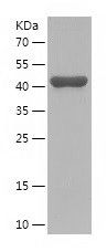    DESI2 / Recombinant Human DESI2