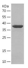    SH2D1B / Recombinant Human SH2D1B