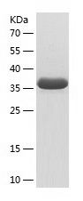    RPS12 / Recombinant Human RPS12