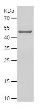    EIF2S1 / Recombinant Human EIF2S1