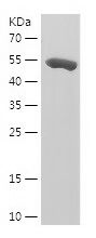    SPIN1 / Recombinant Human SPIN1