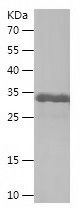    APLN / Recombinant Human APLN