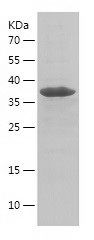    UXT / Recombinant Human UXT