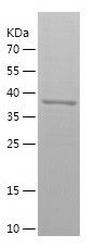    PDE2A / Recombinant Human PDE2A