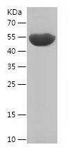    PDIA4 / Recombinant Human PDIA4