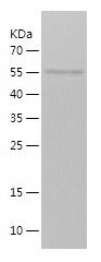    ZNF143 / Recombinant Human ZNF143