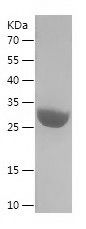    USP11 / Recombinant Human USP11