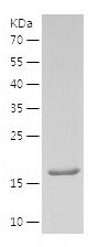    CPLX1 / Recombinant Human CPLX1