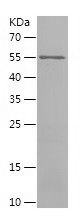    KPNA1 / Recombinant Human KPNA1